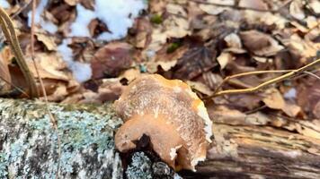 A mushroom growing on a fallen tree video