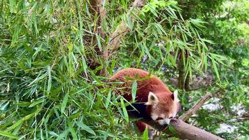 A playful red panda joyfully navigating through dense bamboo, showcasing its charming and endearing behavior in nature video