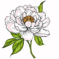 A detailed illustration of a peony flower with soft pink petals and vibrant green leaves. The flower features a golden center, showcasing its intricate structure. vector