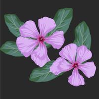 Pink vinca flowers with green leaves vector