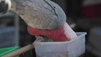 Parrot feeding at a backyard aviary during sunny afternoon video