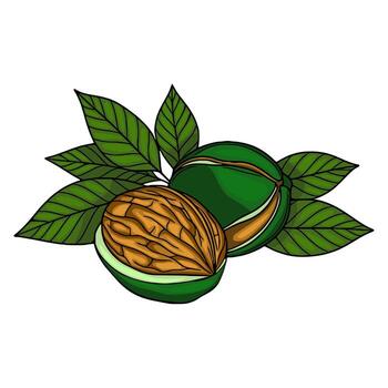 A illustration of a halved walnut with its shell and vibrant green leaves, showcasing intricate details of the nuts texture and the leafs veining. vector