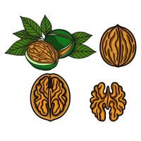 Detailed illustration of walnuts in shell and shelled, showcasing their intricate texture and vibrant colors, accompanied by lush green leaves. vector