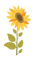 Sunflower on stem, flat style flower illustration on transparent background. sunflower, summer flowers vector