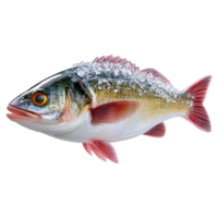 Freshly caught fish covered in ice ready to be served png
