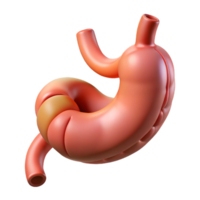 Detailed 3d illustration of the human stomach showing digested food inside png