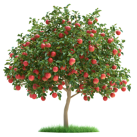 A lush apple tree laden with ripe red apples isolated on transparent background png