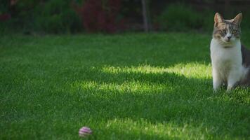 Cat sitting alert on green grass lawn video