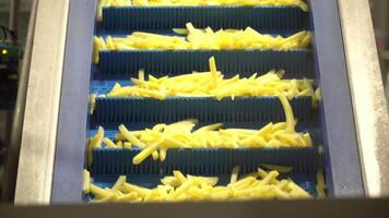 Potatoes travel on conveyors, lining up perfectly in industrial rhythm. video