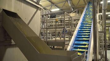 Fresh-cut fries are cleaned and frozen on a high-speed production line. video