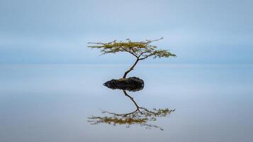 Resilience in Nature Tiny Tree on Lava Rock with Water Reflection. photo