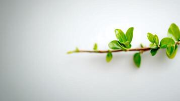Fresh Green Leaves on a Branch in Soft Light. photo