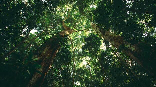 Majestic Tall Trees Reaching Towards the Sunlit Sky. photo