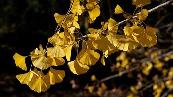 Golden Ginkgo Leaves Brighten Autumn Branch Against Dark Background. photo