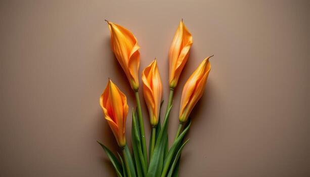 close up view of torch lilies blooming upward in flame like form displayed on a flat tan background. photo