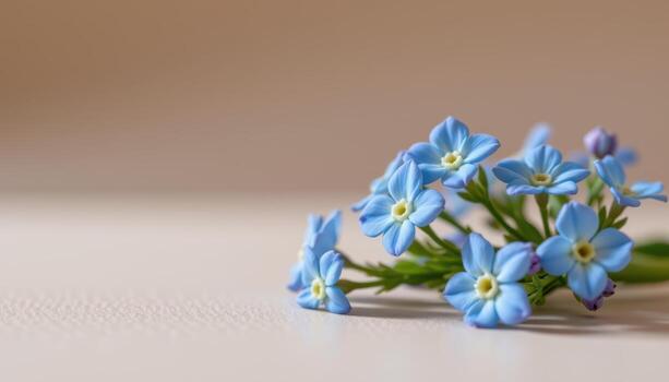 close up view of single alpine forget me not blossoms in soft blue resting on a smooth pastel cream backdrop. photo