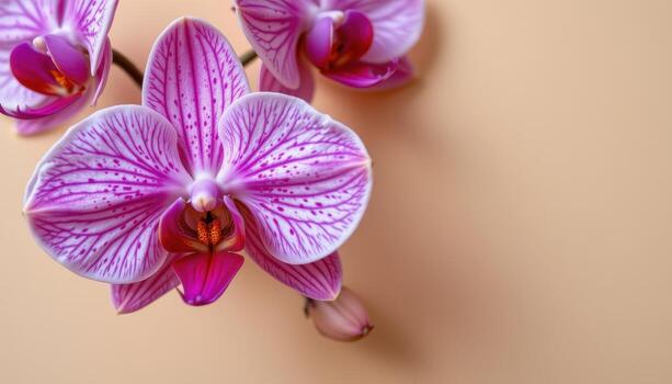 close up view of exotic purple orchids with speckled patterns and vivid detail on a smooth light tan plain background. photo