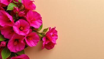 close up view of bougainvillea petals layered like paper in fuchsia tones against a plain sandy beige background. photo