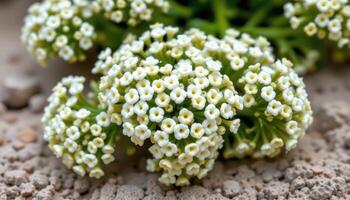 close up view of alyssum clusters with tiny white blossoms forming soft mounds on a neutral background. photo