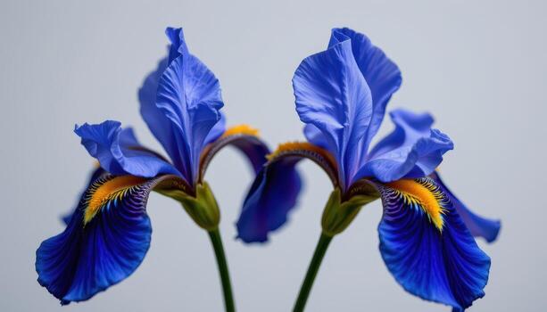close up view of deep blue irises with golden centers spreading open against a neutral light gray plain background. photo