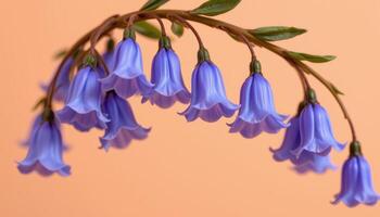 close up view of bell shaped bluebells curving downward gently over a soft peach plain backdrop. photo