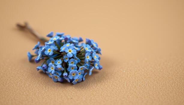 close up view of small blue forget me nots in delicate clusters resting naturally on a muted tan plain background. photo