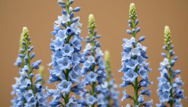 close up view of tall delphinium stalks with soft blue flowers blooming upward against a light tan backdrop. photo