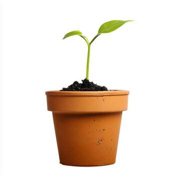 New seedling emerging from soil in terracotta pot on white background photo