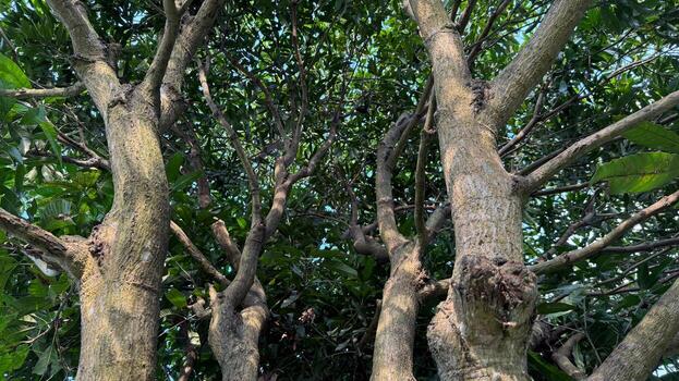 Sunlight filters through dense leaves and branches creating a serene natural canopy overhead photo