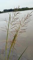 Wild grass sways gently over the tranquil water, adding natural beauty to the scenery photo