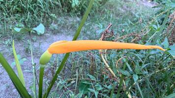 Fresh orange carrots on the green grass in a summer garden, perfect for a healthy diet photo