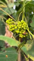 A cluster of glossy green berries hangs from a slender vine amongst lush foliage outdoors photo
