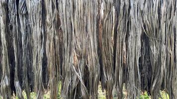 Natural curtain of long, dried fiber strands hangs vertically and creates textured background photo