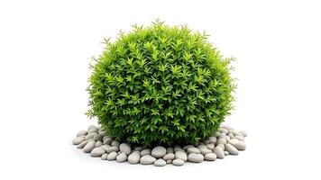 Perfectly spherical green bush surrounded by smooth white pebbles photo