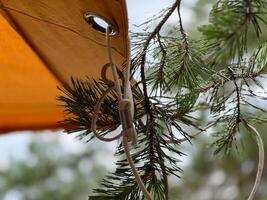 Rope holding pine tree branch near orange tent canvas photo