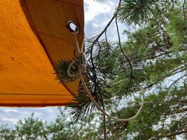 Pine branch touching yellow camping tent fabric in sunny day photo