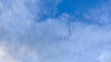 Migrating birds carve ethereal sky path, celestial navigation wonder, echoing ancient journeys for World Migratory Bird Day photo
