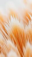 Close-up of orange and white textures photo