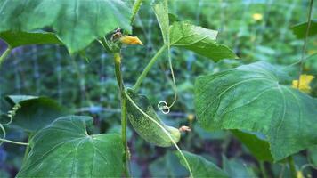 Green cucumber is a gastronomic perfection created by nature and selected by man. It is beautiful and exciting, like passion. video