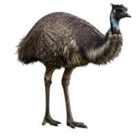 A full body shot of an emu standing on transparent background png