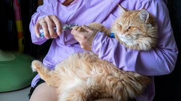 Woman hand trimming cat nails with a pet clipper, gently grooming her feline at home. photo