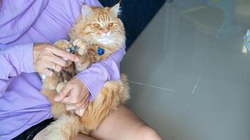 A cat being held gently while its nails are clipped by a woman using a pet nail clipper. photo