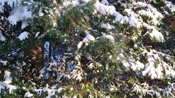 Snow falls from spruce branches to the ground in a winter forest video