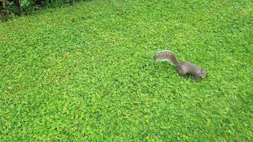 Squirrel Foraging on Vibrant Green Grass for Nature and Wildlife Photography video