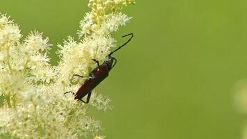 Big muskbuck beetle with long feelers dusting and pollinating in white-yellow flower blossoms with shimmering wings and long legs in idyllic meadow as shiny glimmering insect video