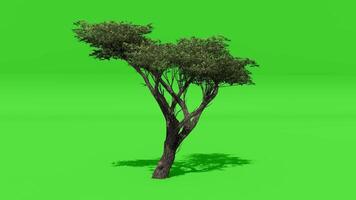 A tree is shown on a green screen video