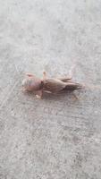 A small grasshopper on the ground video