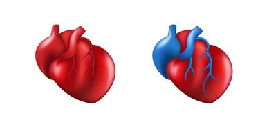 Heart anatomical design red and blue toned detailed medical graphic pair side by side vector