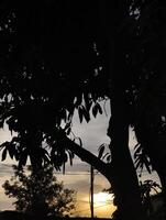 Sunset tree silhouette scenic view nature photography landscape wallpaper background beautiful outdoor scene photo