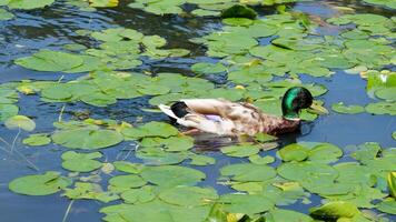 anatra giglio Padsducks navigazione attraverso giglio pastiglie nel illuminata dal sole stagno. anatre mossa fra circolare verde le foglie la creazione di increspature attraverso acqua superficie, dimostrando naturale natura comportamento video